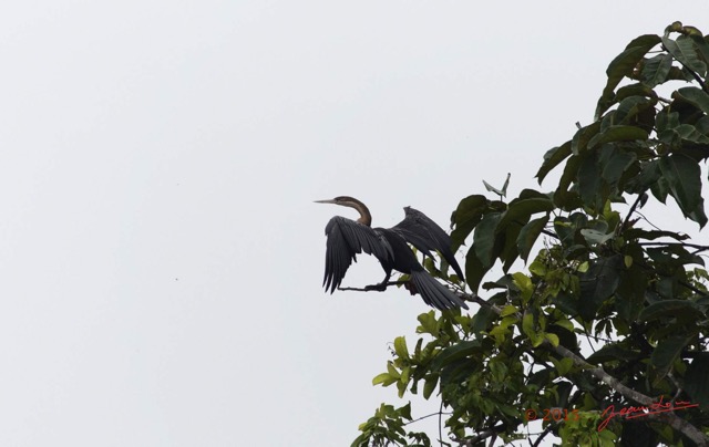 063 LOANGO 2 Akaka Riviere Rembo Ngove Sud Oiseau Aves Anhinga Afrique Anhinga rufa 15E5K3IMG_107310wtmk.jpg