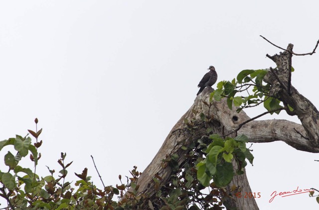 064 LOANGO 2 Akaka Riviere Rembo Ngove Sud Oiseau Aves Tourterelle a Collier Streptopelia semitorquata 15E5K3IMG_107314wtmk.jpg