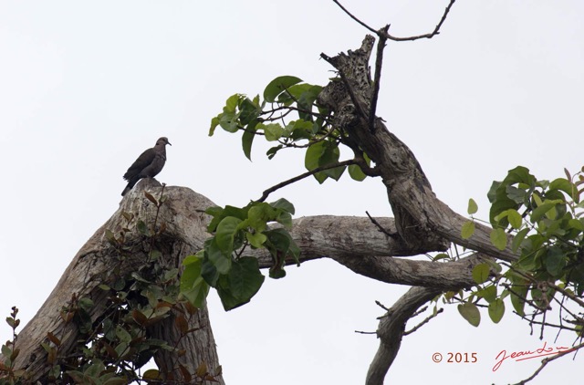 065 LOANGO 2 Akaka Riviere Rembo Ngove Sud Oiseau Aves Tourterelle a Collier Streptopelia semitorquata 15E5K3IMG_107317wtmk.jpg