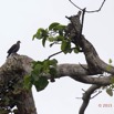 065 LOANGO 2 Akaka Riviere Rembo Ngove Sud Oiseau Aves Tourterelle a Collier Streptopelia semitorquata 15E5K3IMG_107317wtmk.jpg