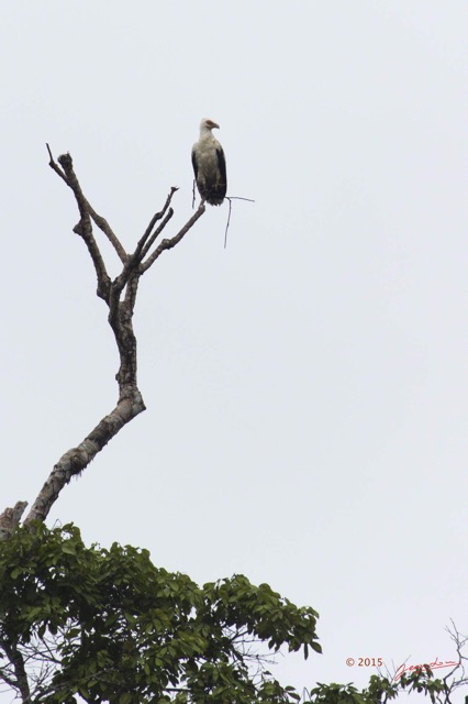 066 LOANGO 2 Akaka Riviere Rembo Ngove Sud Oiseau Aves Palmiste Africain Gypohierax angolensis 15E5K3IMG_107319wtmk.jpg