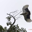 070 LOANGO 2 Akaka Riviere Rembo Ngove Sud Oiseau Aves Palmiste Africain Gypohierax angolensis en Vol 15E5K3IMG_107330wtmk.jpg