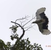 070 LOANGO 2 Akaka Riviere Rembo Ngove Sud Oiseau Aves Palmiste Africain Gypohierax angolensis en Vol 15E5K3IMG_107330wtmk.jpg