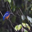 076 LOANGO 2 Akaka Riviere Rembo Ngove Sud Oiseau Aves Martin-Pecheur Azure Alcedo quadribrachys 15E5K3IMG_107359wtmk.jpg