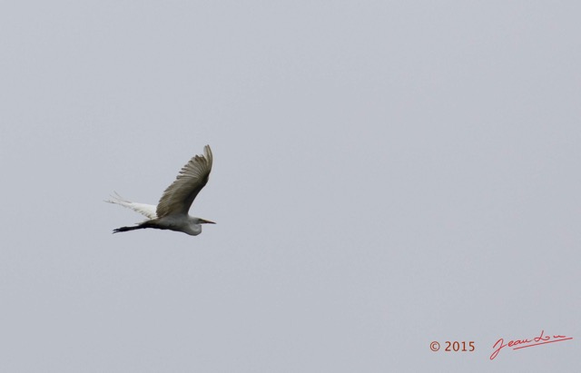 078 LOANGO 2 Akaka Riviere Rembo Ngove Sud Oiseau Aves Aigrette Intermediaire Egretta intermedia en Vol 15E5K3IMG_107372wtmk.jpg