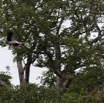 079 LOANGO 2 Akaka Riviere Rembo Ngove Sud Oiseau Aves Tantale Ibis Mycteria ibis 15E5K3IMG_107373wtmk.jpg