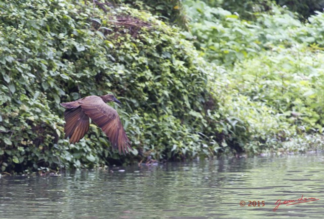 081 LOANGO 2 Akaka Riviere Rembo Ngove Sud Oiseau Aves Ombrette Africaine Scopus umbretta en Vol 15E5K3IMG_107379wtmk.jpg