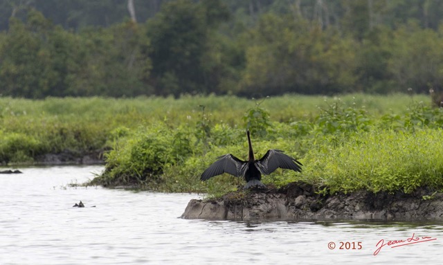 082 LOANGO 2 Akaka Riviere Rembo Ngove Sud Oiseau Aves Anhinga Afrique Anhinga rufa 15E5K3IMG_107380wtmk.jpg