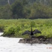 082 LOANGO 2 Akaka Riviere Rembo Ngove Sud Oiseau Aves Anhinga Afrique Anhinga rufa 15E5K3IMG_107380wtmk.jpg