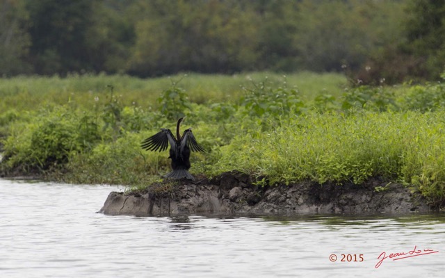 083 LOANGO 2 Akaka Riviere Rembo Ngove Sud Oiseau Aves Anhinga Afrique Anhinga rufa 15E5K3IMG_107381wtmk.jpg