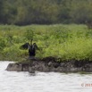 083 LOANGO 2 Akaka Riviere Rembo Ngove Sud Oiseau Aves Anhinga Afrique Anhinga rufa 15E5K3IMG_107381wtmk.jpg