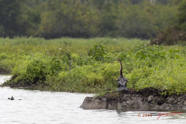 084 LOANGO 2 Akaka Riviere Rembo Ngove Sud Oiseau Aves Anhinga Afrique Anhinga rufa 15E5K3IMG_107383wtmk.jpg