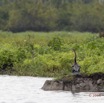 084 LOANGO 2 Akaka Riviere Rembo Ngove Sud Oiseau Aves Anhinga Afrique Anhinga rufa 15E5K3IMG_107383wtmk.jpg