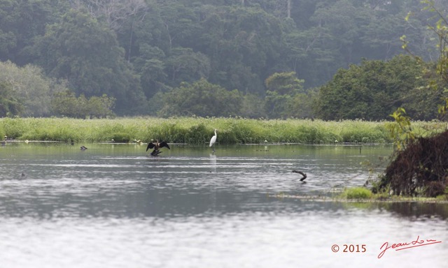 085 LOANGO 2 Akaka Riviere Rembo Ngove Sud Oiseaux Anhinga et Aigrette 15E5K3IMG_107391wtmk.jpg