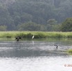 085 LOANGO 2 Akaka Riviere Rembo Ngove Sud Oiseaux Anhinga et Aigrette 15E5K3IMG_107391wtmk.jpg