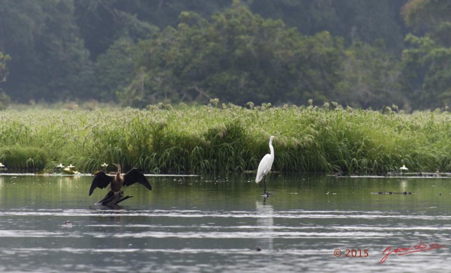 086 LOANGO 2 Akaka Riviere Rembo Ngove Sud Oiseaux Anhinga et Aigrette 15E5K3IMG_107391awtmk.jpg