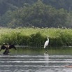 086 LOANGO 2 Akaka Riviere Rembo Ngove Sud Oiseaux Anhinga et Aigrette 15E5K3IMG_107391awtmk.jpg