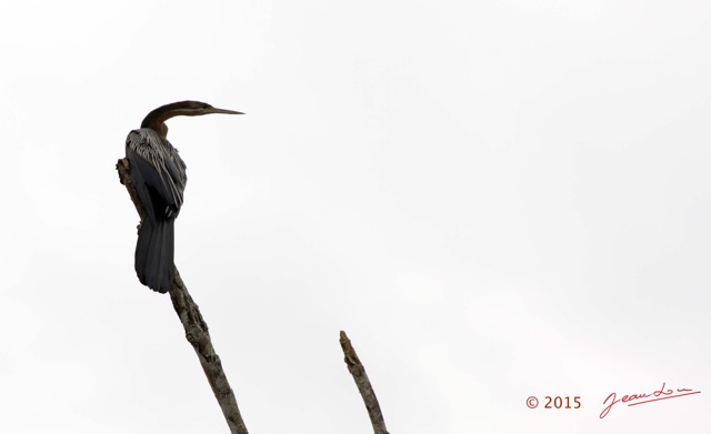 087 LOANGO 2 Akaka Riviere Rembo Ngove Sud Oiseau Aves Anhinga Afrique Anhinga rufa 15E5K3IMG_107396wtmk.jpg