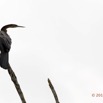 087 LOANGO 2 Akaka Riviere Rembo Ngove Sud Oiseau Aves Anhinga Afrique Anhinga rufa 15E5K3IMG_107396wtmk.jpg