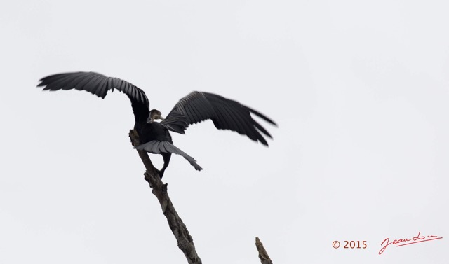 088 LOANGO 2 Akaka Riviere Rembo Ngove Sud Oiseau Aves Anhinga Afrique Anhinga rufa 15E5K3IMG_107397wtmk.jpg