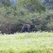 093 LOANGO 2 Akaka Riviere Rembo Ngove Sud Mammalia Proboscidea Elephant Loxodonta africana cyclotis 15E5K3IMG_107407wtmk.jpg