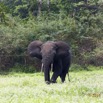 095 LOANGO 2 Akaka Riviere Rembo Ngove Sud Mammalia Proboscidea Elephant Loxodonta africana cyclotis 15E5K3IMG_107417wtmk.jpg