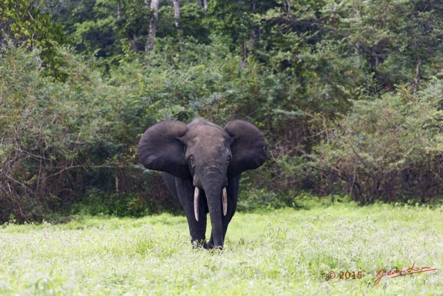 096 LOANGO 2 Akaka Riviere Rembo Ngove Sud Mammalia Proboscidea Elephant Loxodonta africana cyclotis 15E5K3IMG_107418wtmk.jpg