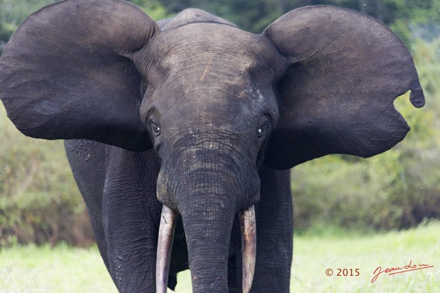 104 LOANGO 2 Akaka Riviere Rembo Ngove Sud Mammalia Proboscidea Elephant Loxodonta africana cyclotis 15E5K3IMG_107439wtmk.jpg