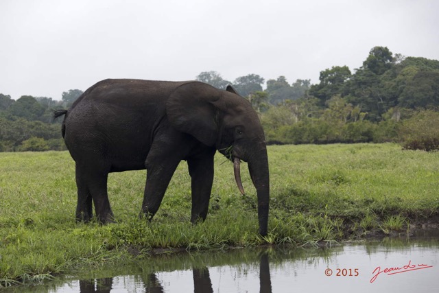 106 LOANGO 2 Akaka Riviere Rembo Ngove Sud Mammalia Proboscidea Elephant Loxodonta africana cyclotis 15E5K3IMG_107449wtmk.jpg