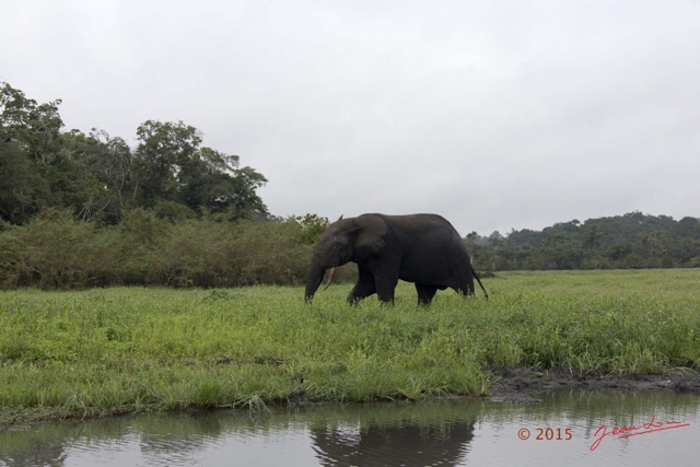 108 LOANGO 2 Akaka Riviere Rembo Ngove Sud Mammalia Proboscidea Elephant Loxodonta africana cyclotis 15E5K3IMG_107458wtmk.jpg