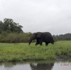 108 LOANGO 2 Akaka Riviere Rembo Ngove Sud Mammalia Proboscidea Elephant Loxodonta africana cyclotis 15E5K3IMG_107458wtmk.jpg