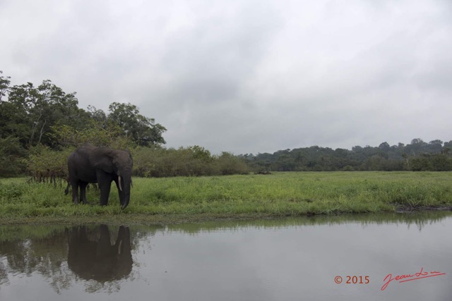 109 LOANGO 2 Akaka Riviere Rembo Ngove Sud Mammalia Proboscidea Elephant Loxodonta africana cyclotis 15E5K3IMG_107466wtmk.jpg