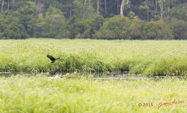 114 LOANGO 2 Akaka Riviere Rembo Ngove Sud Oiseau Aves Dendrocygne Veuf Dendrocygna viduata 15E5K3IMG_107500wtmk.jpg