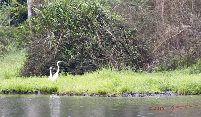 116 LOANGO 2 Akaka Riviere Rembo Ngove Sud Oiseau Aves Grande Aigrette Egretta alba 15E5K3IMG_107510wtmk.jpg