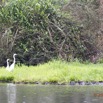 116 LOANGO 2 Akaka Riviere Rembo Ngove Sud Oiseau Aves Grande Aigrette Egretta alba 15E5K3IMG_107510wtmk.jpg