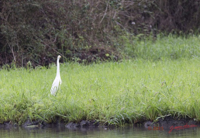 117 LOANGO 2 Akaka Riviere Rembo Ngove Sud Oiseau Aves Grande Aigrette Egretta alba 15E5K3IMG_107518wtmk.jpg