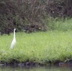 117 LOANGO 2 Akaka Riviere Rembo Ngove Sud Oiseau Aves Grande Aigrette Egretta alba 15E5K3IMG_107518wtmk.jpg