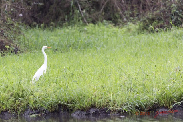 118 LOANGO 2 Akaka Riviere Rembo Ngove Sud Oiseau Aves Grande Aigrette Egretta alba 15E5K3IMG_107519wtmk.jpg