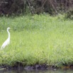 118 LOANGO 2 Akaka Riviere Rembo Ngove Sud Oiseau Aves Grande Aigrette Egretta alba 15E5K3IMG_107519wtmk.jpg