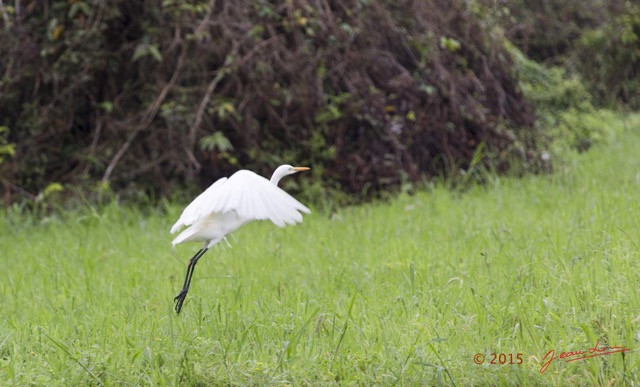 119 LOANGO 2 Akaka Riviere Rembo Ngove Sud Oiseau Aves Grande Aigrette Egretta alba en Vol 15E5K3IMG_107521wtmk.jpg