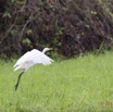 119 LOANGO 2 Akaka Riviere Rembo Ngove Sud Oiseau Aves Grande Aigrette Egretta alba en Vol 15E5K3IMG_107521wtmk.jpg