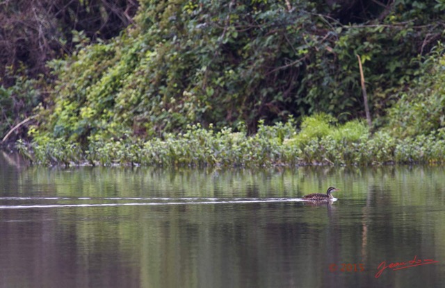 123 LOANGO 2 Akaka Riviere Rembo Ngove Sud Oiseau Aves Grebifoulque Afrique Podica senegalensis femelle 15E5K3IMG_107537wtmk.jpg