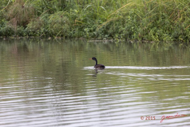 128 LOANGO 2 Akaka Riviere Rembo Ngove Sud Oiseau Aves Grebifoulque Afrique Podica senegalensis male 15E5K3IMG_107564wtmk.jpg