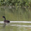 129 LOANGO 2 Akaka Riviere Rembo Ngove Sud Oiseau Aves Grebifoulque Afrique Podica senegalensis male 15E5K3IMG_107564awtmk.jpg