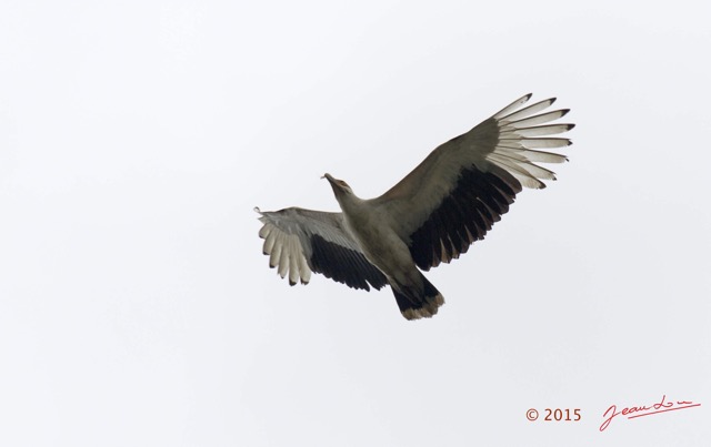 135 LOANGO 2 Akaka Riviere Rembo Ngove Sud Oiseau Aves Palmiste Africain Gypohierax angolensis en Vol 15E5K3IMG_107577wtmk.jpg