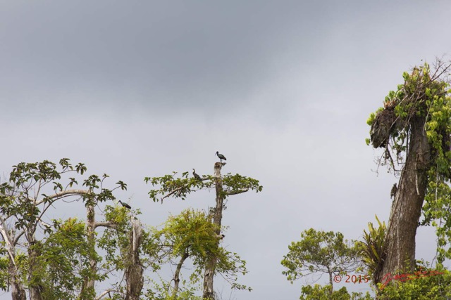 140 LOANGO 2 Akaka Riviere Rembo Ngove Sud Oiseaux Anhinga et Ibis 15E5K3IMG_107595wtmk.jpg