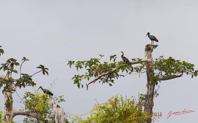 141 LOANGO 2 Akaka Riviere Rembo Ngove Sud Oiseaux Anhinga et Ibis 15E5K3IMG_107595awtmk.jpg