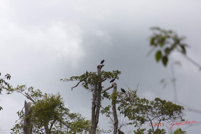 142 LOANGO 2 Akaka Riviere Rembo Ngove Sud Oiseau Aves Ibis Hagedash Bostrychia hagedash 15E5K3IMG_107598wtmk.jpg