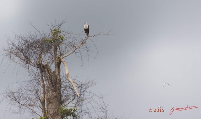 144 LOANGO 2 Akaka Riviere Rembo Ngove Sud Oiseau Aves Pygargue Vocifere Haliaeetus vocifer 15E5K3IMG_107599wtmk.jpg