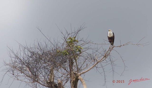 145 LOANGO 2 Akaka Riviere Rembo Ngove Sud Oiseau Aves Pygargue Vocifere Haliaeetus vocifer 15E5K3IMG_107599awtmk.jpg